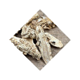 ben-lomand-angelica-root