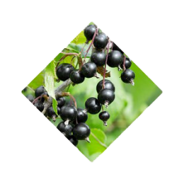 ben-lomand-blackcurrants
