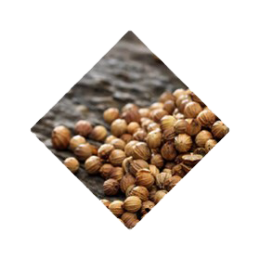ben-lomand-coriander-seeds