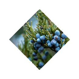 ben-lomand-juniper-berries-2