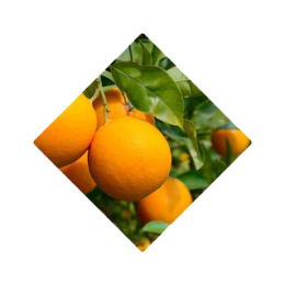 ben-lomand-orange-peel