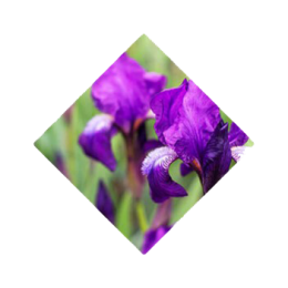 ben-lomand-orris-root