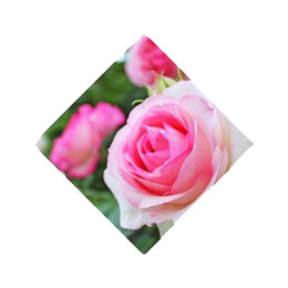 ben-lomand-rose-petals