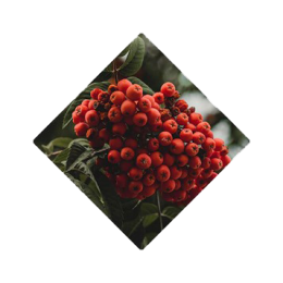 ben-lomand-rowan-berries
